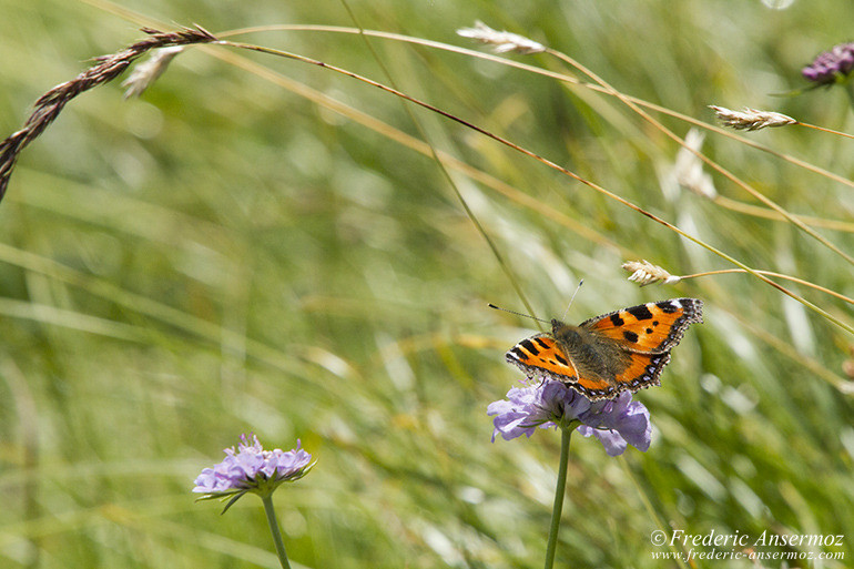 06 papillon sur herbe