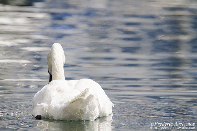 17 cygne blanc lac leman