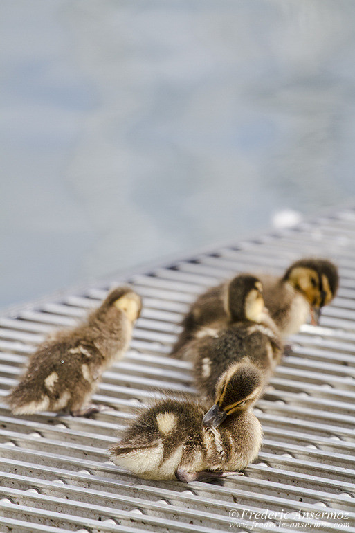 18 poussins lac leman