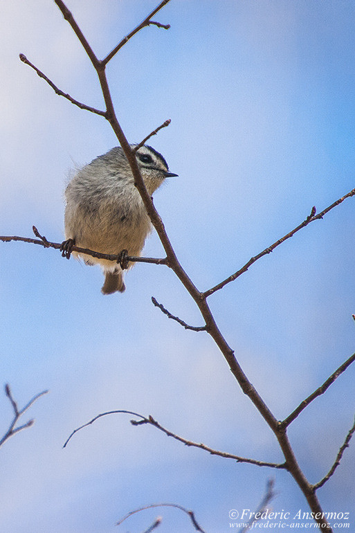 Bird arboretum montreal