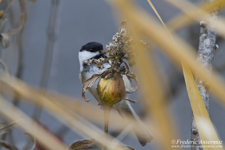 Black capped chickadee