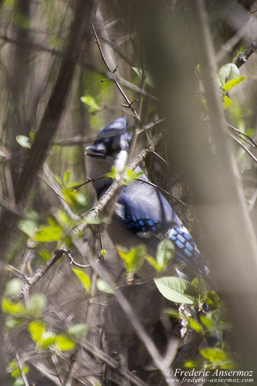 Urban Wildlife Montreal | Ansermoz-Photography