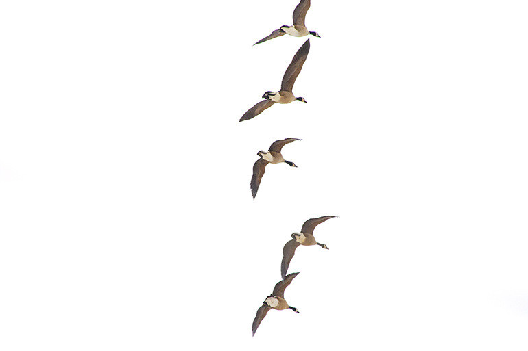 Canadian goose flying