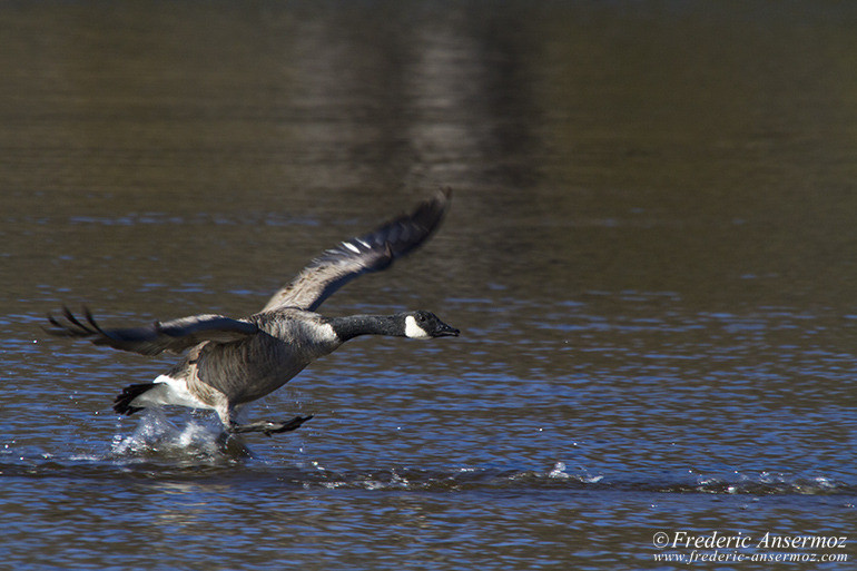 Canadian goose landing