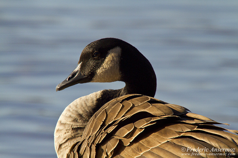 Canadian goose portrait