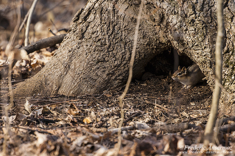 Chipmunk hide