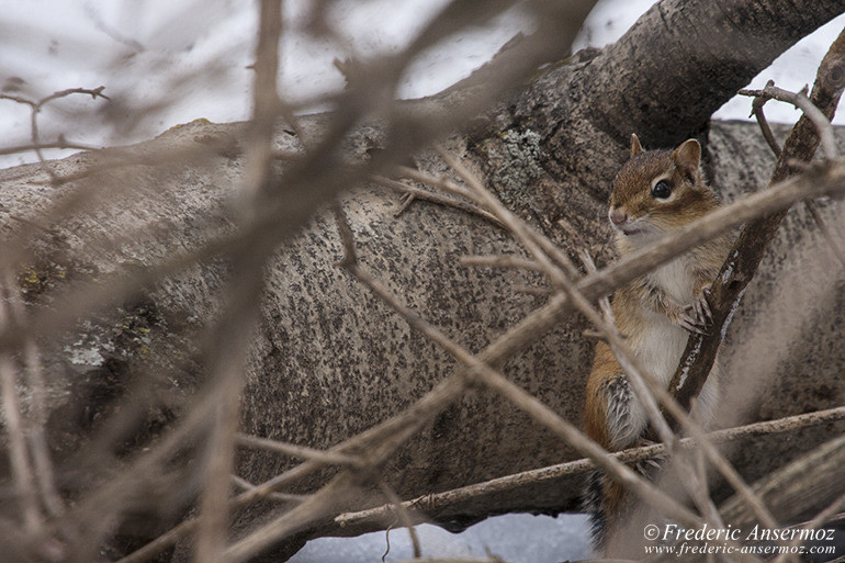 Chipmunk montreal