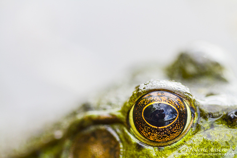 Frog close up