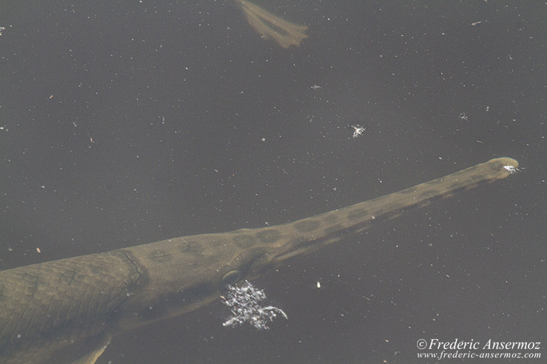 Garpike saint lawrence river