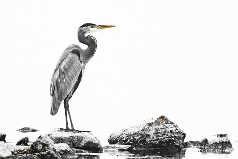 Great blue heron