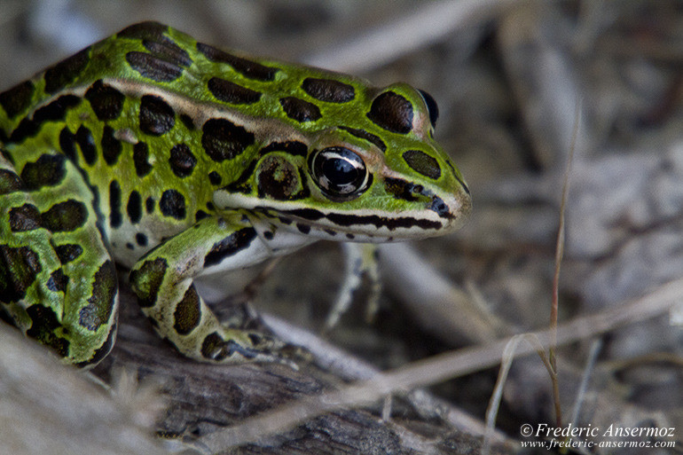 Northern leopard frog