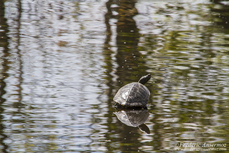 Northern map turtle