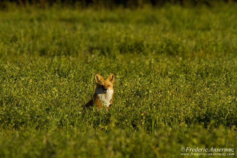 Red fox grass