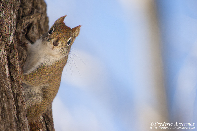 Squirrel looking