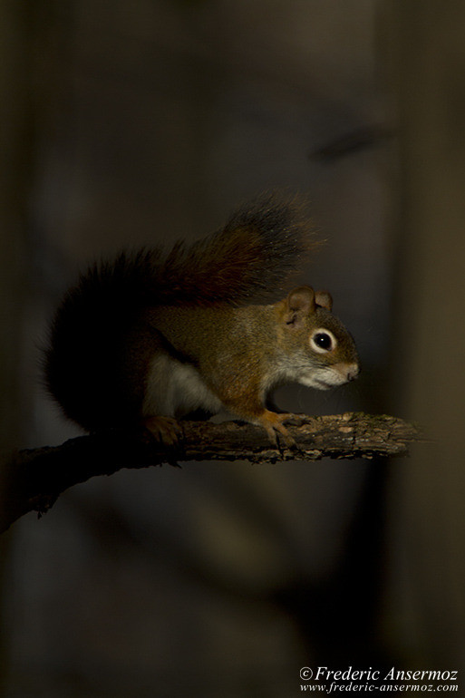 Squirrel shade