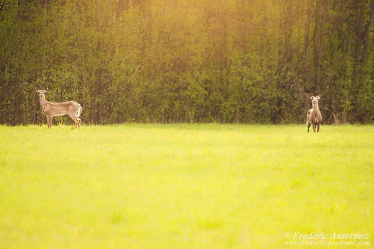 White tailed deer prairie