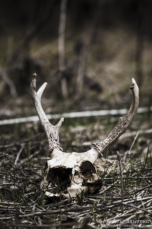 White tailed deer skull