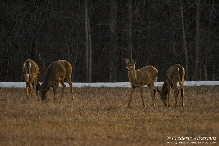 White tailed deer