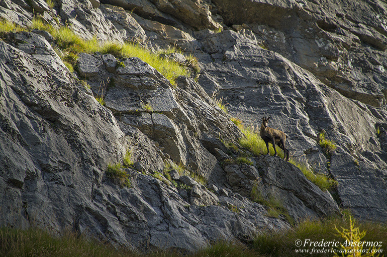 Chamois montagne 01