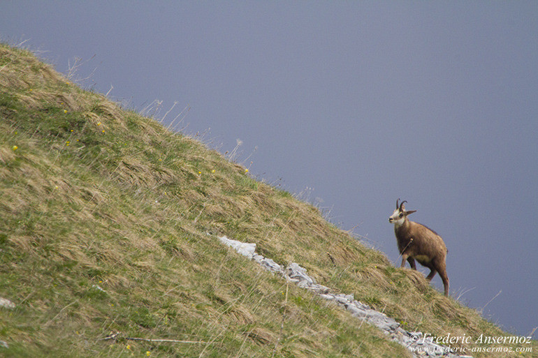 Chamois montagne 02