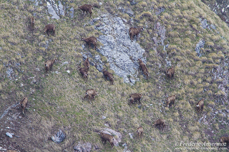 Chamois montagne 03