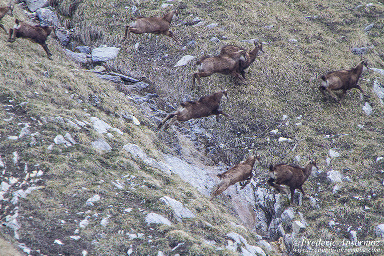 Chamois montagne 04