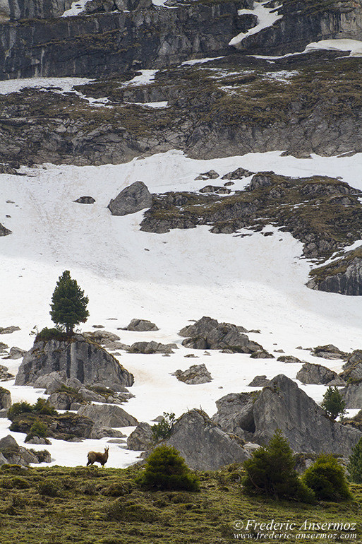 Chamois montagne 05