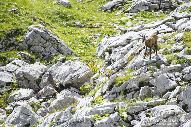 Chamois montagne 07