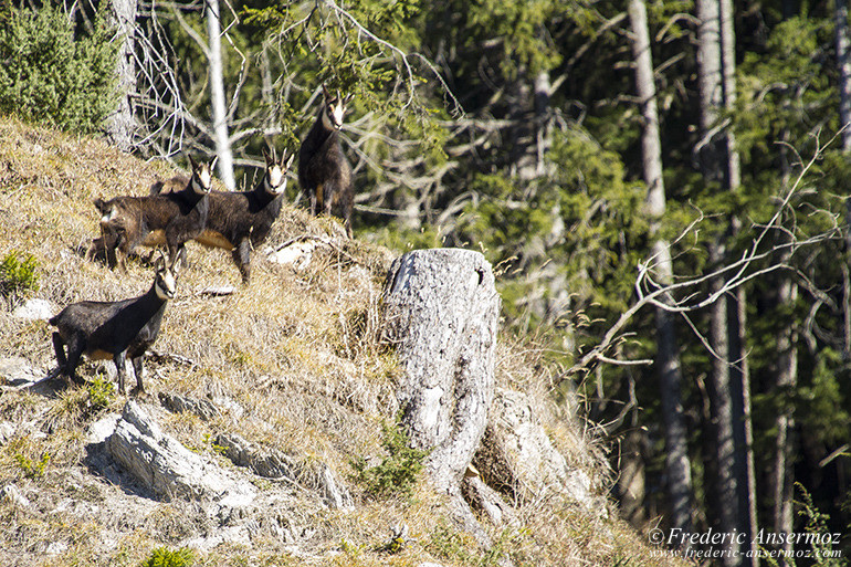 Chamois montagne 08