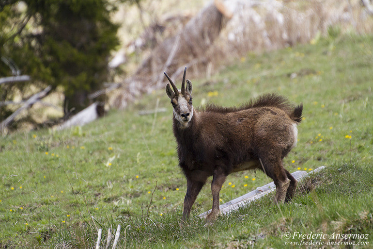 Chamois montagne 09