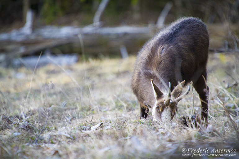 Chamois montagne 10