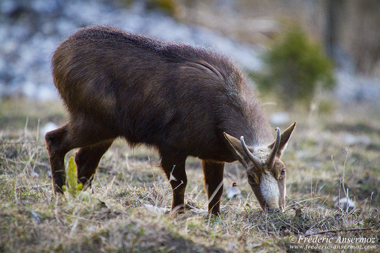 Chamois montagne 13