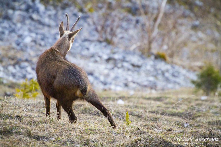 Chamois montagne 14