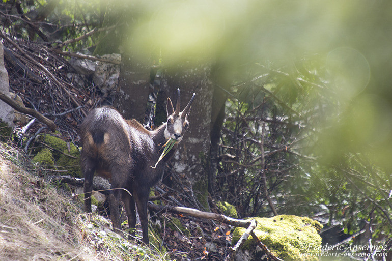 Chamois montagne 16