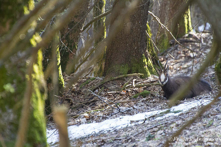 Chamois montagne 17