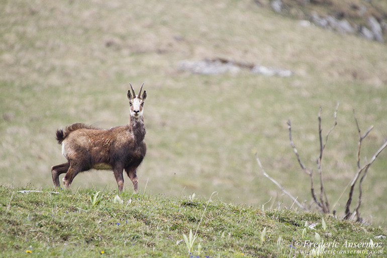 Chamois montagne 18