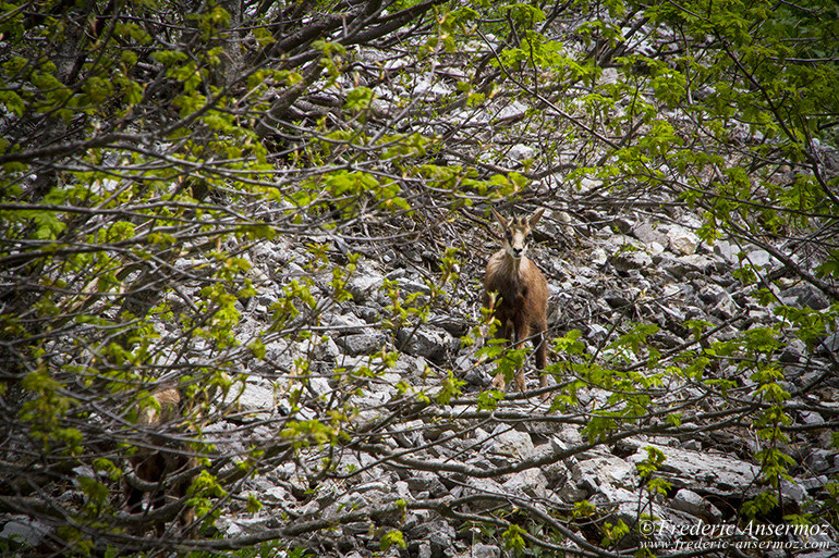 Chamois montagne 20