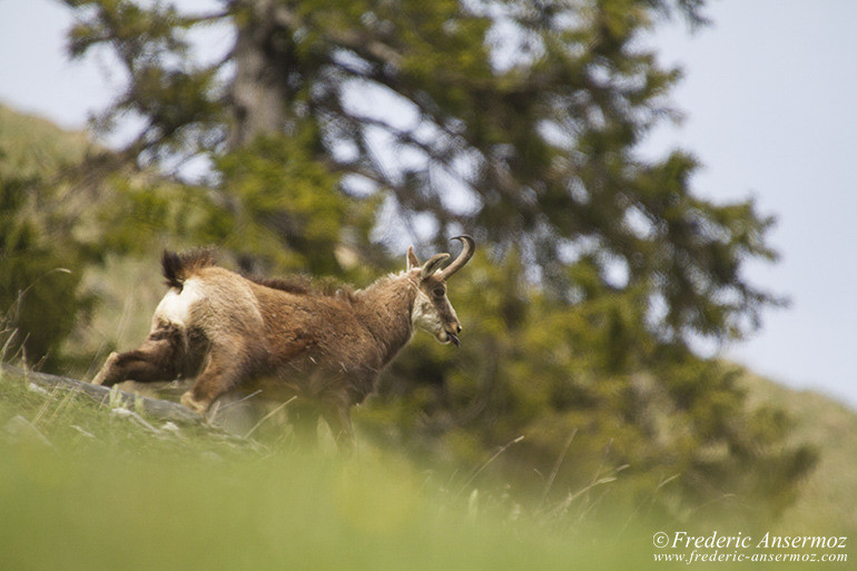 Chamois montagne 22