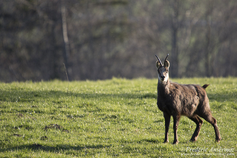 Chamois montagne 23