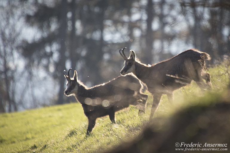 Chamois montagne 24