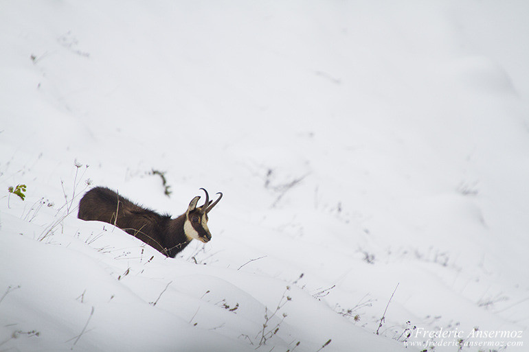 Chamois montagne 27