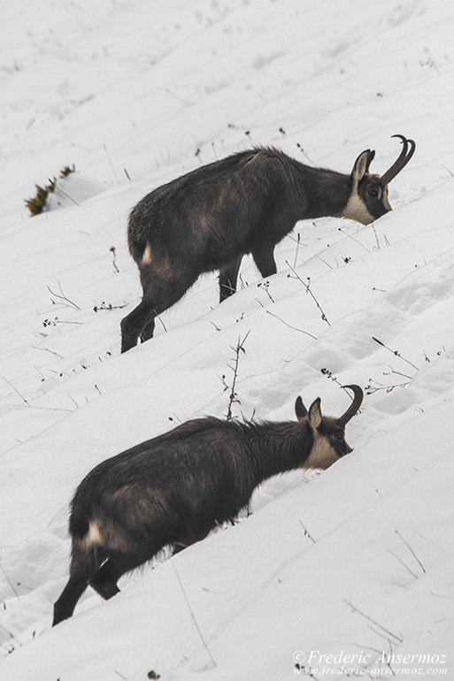 Chamois montagne 28