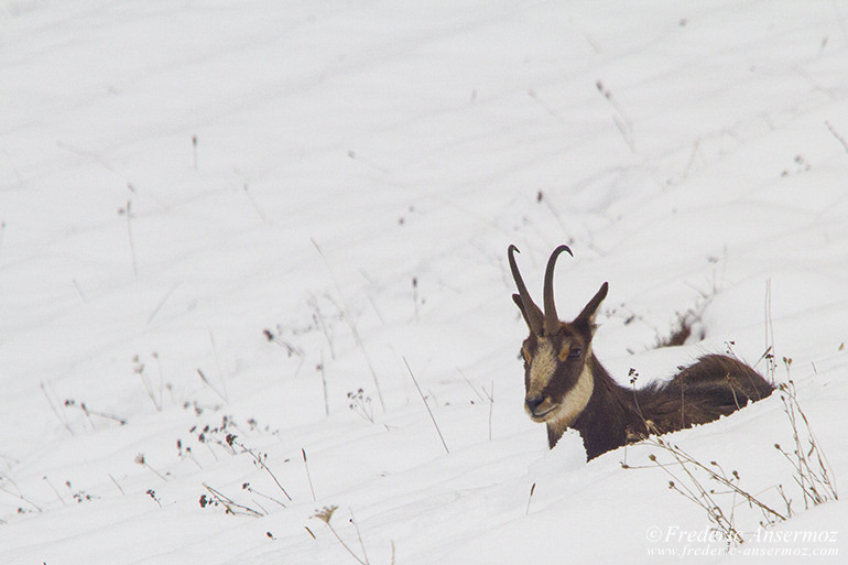 Chamois montagne 30