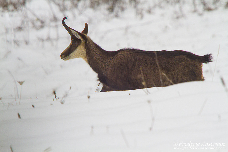 Chamois montagne 31