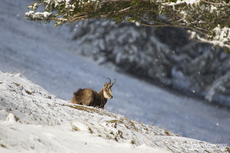 Chamois montagne 33