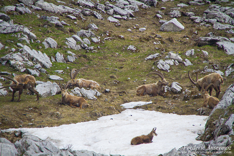 Chamois Des Alpes Ansermoz Photography