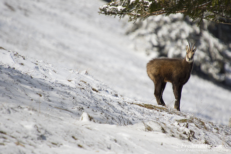 Chamois montagne 36