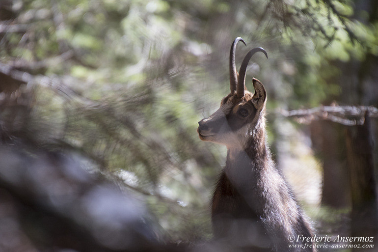 Chamois montagne 39