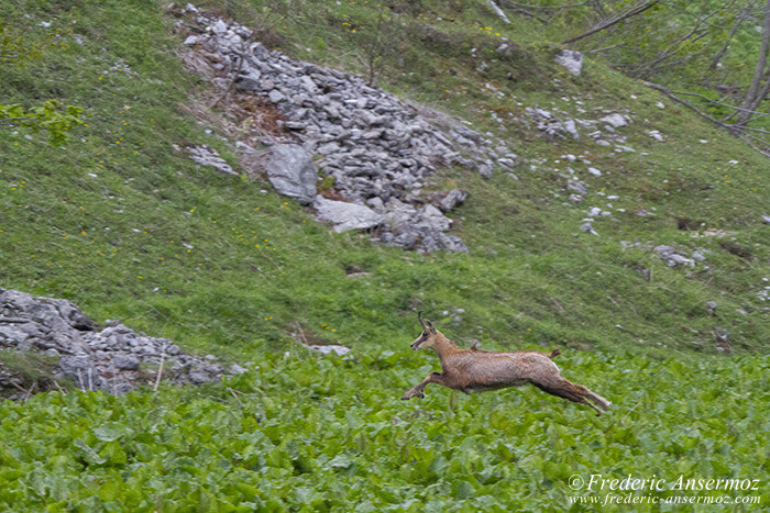 Chamois fuite Chamois fuite