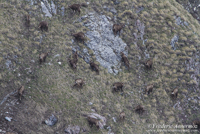 Chamois groupe